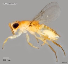 Hymenoptera sp. "ZRCBDP0340746"
