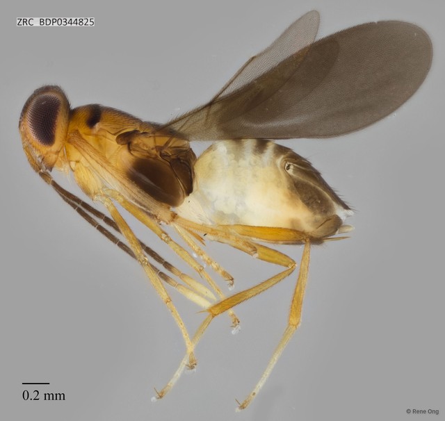 Hymenoptera sp. "ZRCBDP0342555" • © Rene Ong • All Rights Reserved