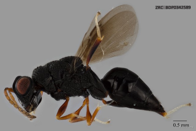 Hymenoptera sp. "ZRCBDP0342589" • © Rene Ong • All Rights Reserved