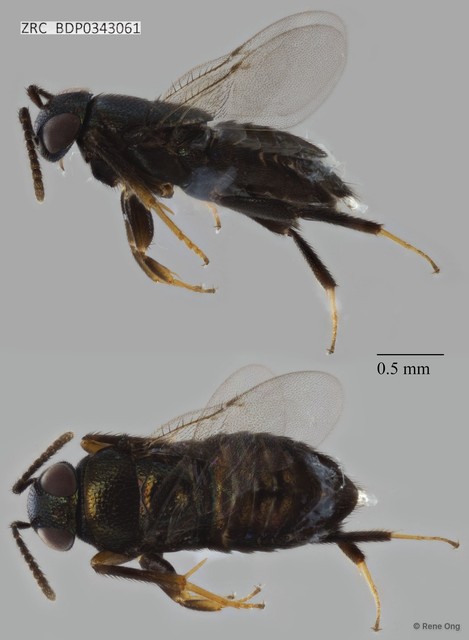 Hymenoptera sp. "ZRCBDP0343061" • © Rene Ong • All Rights Reserved