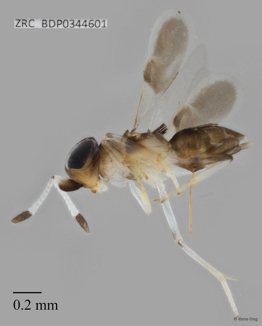 Hymenoptera sp. "ZRCBDP0344601" • © Rene Ong • All Rights Reserved