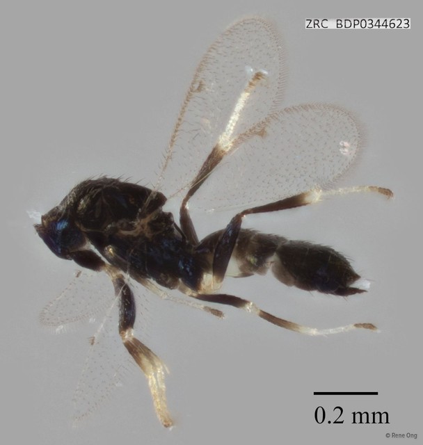 Hymenoptera sp. "ZRCBDP0344623" • © Rene Ong • All Rights Reserved