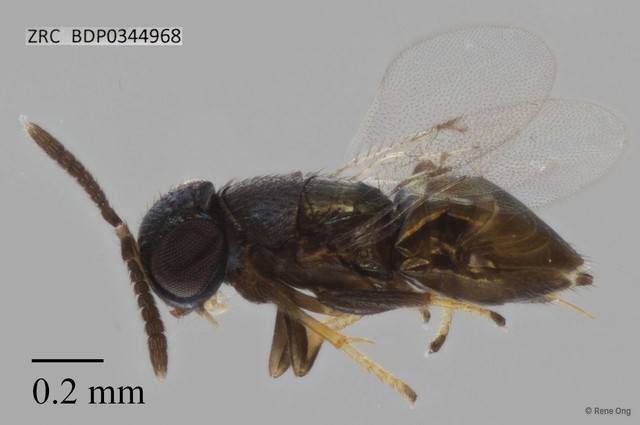 Hymenoptera sp. "ZRCBDP0344968" • © Rene Ong • All Rights Reserved