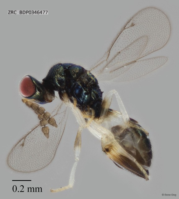 Hymenoptera sp. "ZRCBDP0346477" • © Rene Ong • All Rights Reserved