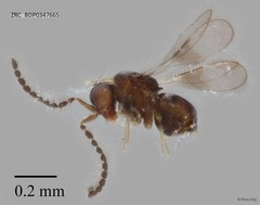 Hymenoptera sp. "ZRCBDP0347665"