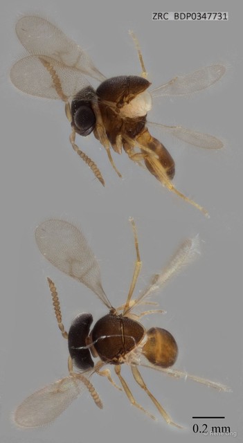 Hymenoptera sp. "ZRCBDP0347731" • © Rene Ong • All Rights Reserved