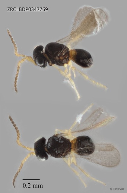 Hymenoptera sp. "ZRCBDP0347769" • © Rene Ong • All Rights Reserved
