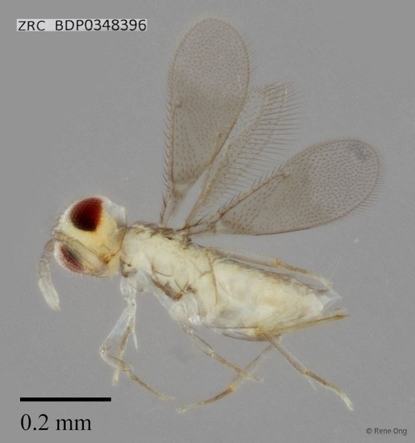 Hymenoptera sp. "ZRCBDP0348396" • © Rene Ong • All Rights Reserved