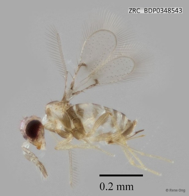 Hymenoptera sp. "ZRCBDP0348543" • © Rene Ong • All Rights Reserved