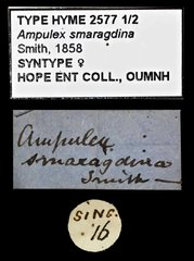 Ampulex smaragdina • All Rights Reserved Museum Label