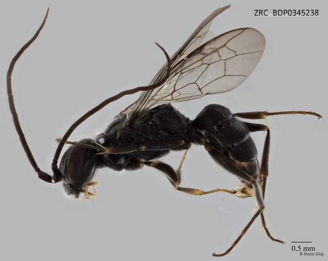 Dolichurus sp. "ZRCBDP0345238" • © Rene Ong • All Rights Reserved