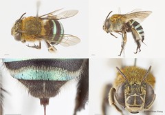 Amegilla (Zonamegilla) andrewsi
