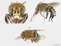 Amegilla (Zonamegilla) andrewsi • © Chui Shao Xiong • All Rights Reserved