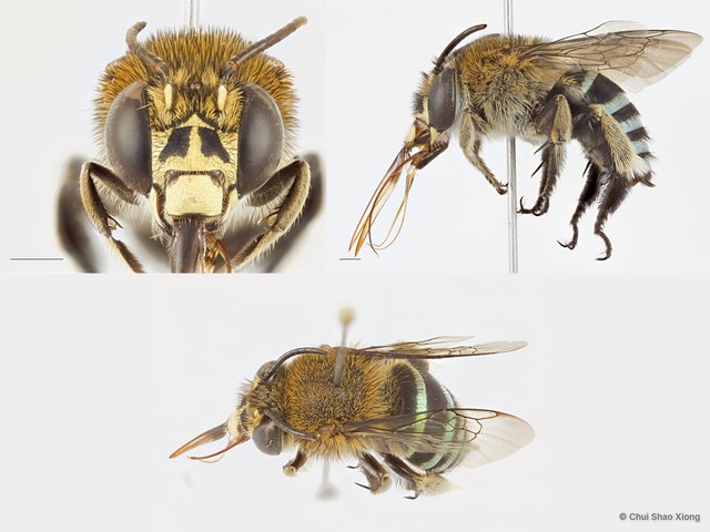 Amegilla (Zonamegilla) andrewsi
