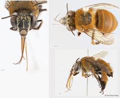 Amegilla (Glossamegilla) insularis