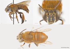 Amegilla (Glossamegilla) insularis • © Chui Shao Xiong • All Rights Reserved