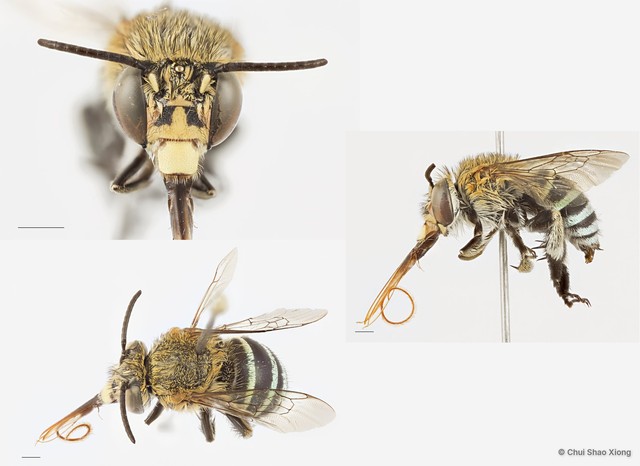 Amegilla (Zonamegilla) korotonensis