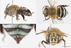 Amegilla (Zonamegilla) korotonensis