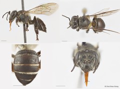 Apis (Micrapis) andreniformis