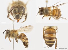 Apis (Apis) cerana