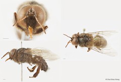 Apis (Megapis) dorsata