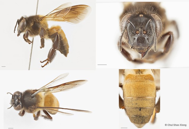 Apis (Megapis) dorsata