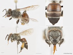 Apis (Micrapis) florea