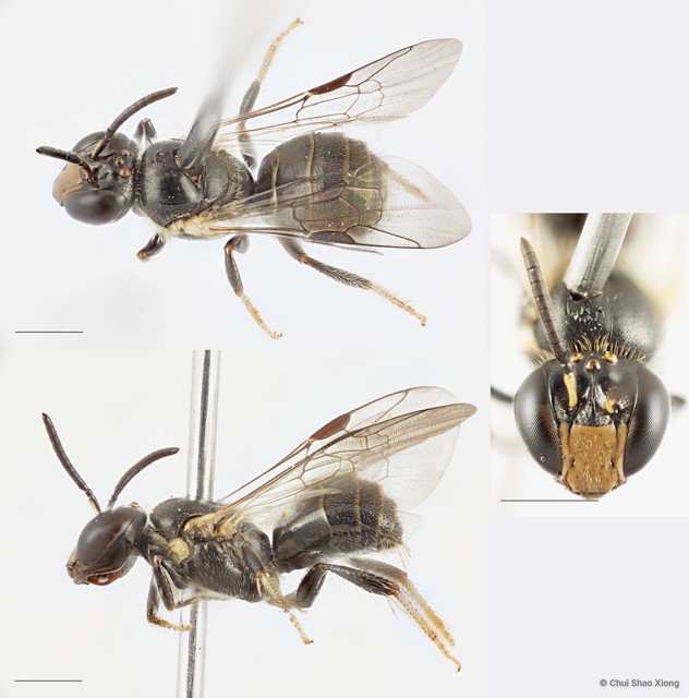 Braunsapis clarihirta