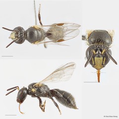 Braunsapis clarihirta • © Chui Shao Xiong • All Rights Reserved