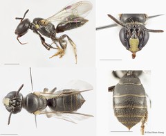 Braunsapis hewitti