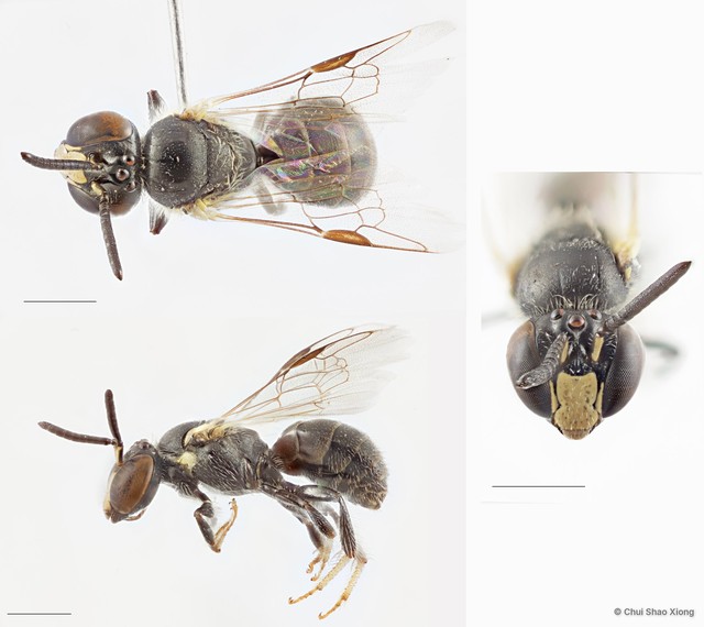Braunsapis hewitti