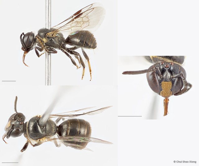 Braunsapis philippinensis
