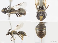 Braunsapis philippinensis