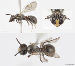 Braunsapis puangensis • © Chui Shao Xiong • All Rights Reserved