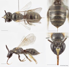 Braunsapis puangensis