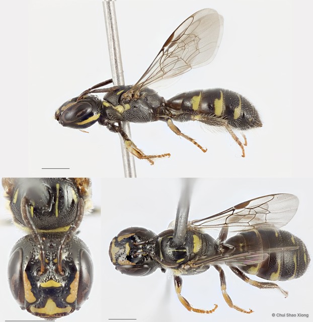 Ceratina (Ceratinidia) accusator • © Chui Shao Xiong • All Rights Reserved