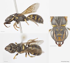 Ceratina (Ceratinidia) cognata
