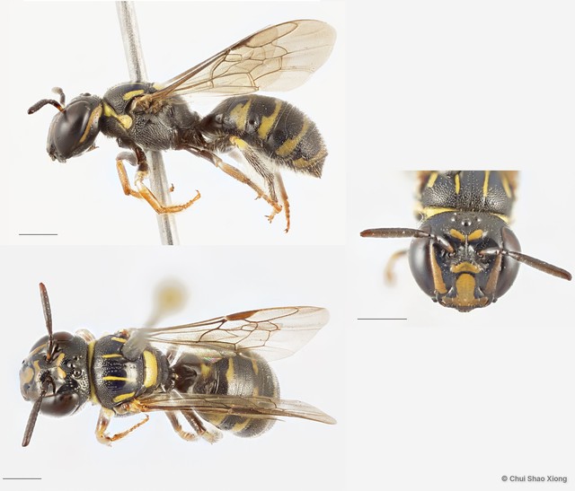 Ceratina (Ceratinidia) collusor • © Chui Shao Xiong • All Rights Reserved
