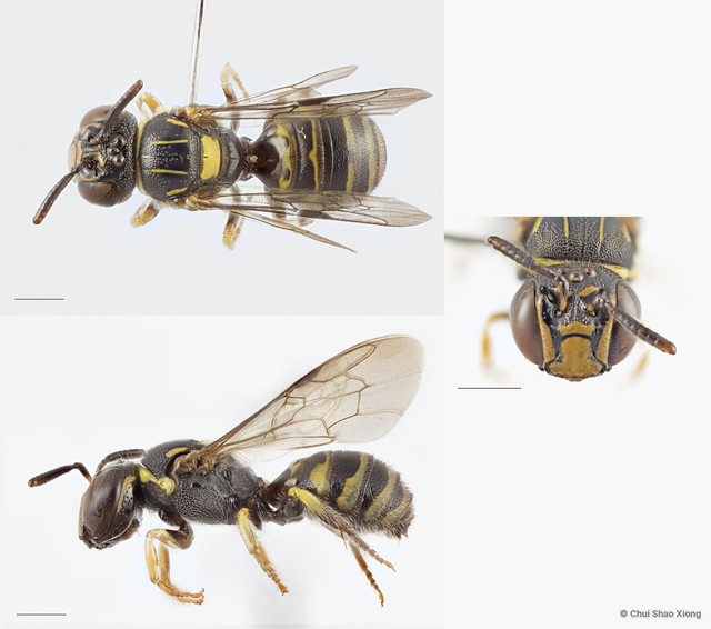 Ceratina (Ceratinidia) collusor
