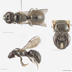 Ceratina (Neoceratina) dentipes