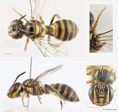 Ceratina (Xanthoceratina) fuliginosa • © Chui Shao Xiong • All Rights Reserved