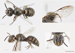 Ceratina (Xanthoceratina) fuliginosa