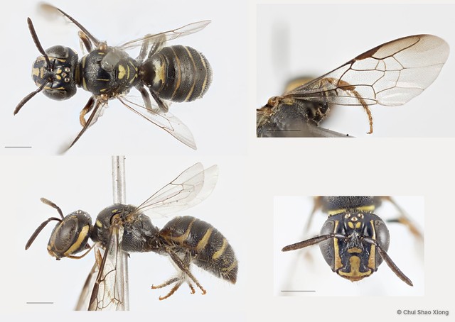 Ceratina (Xanthoceratina) fuliginosa • © Chui Shao Xiong • All Rights Reserved