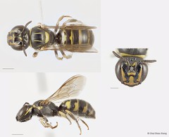 Ceratina (Ceratinidia) lieftincki