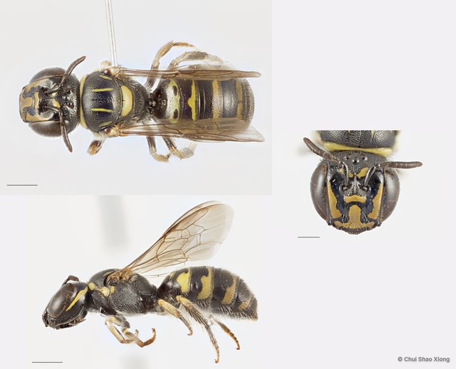 Ceratina (Ceratinidia) lieftincki • © Chui Shao Xiong • All Rights Reserved