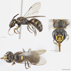 Ceratina (Ceratinidia) lieftincki • © Chui Shao Xiong • All Rights Reserved