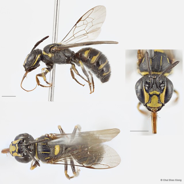 Ceratina (Ceratinidia) lieftincki