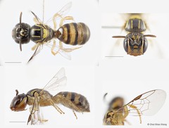 Ceratina (Xanthoceratina) metaria Cockerell, 1920