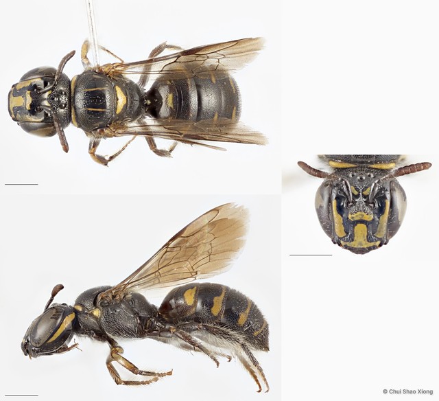 Ceratina (Ceratinidia) nigrolateralis • © Chui Shao Xiong • All Rights Reserved