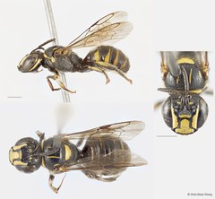 Ceratina (Ceratinidia) nigrolateralis • © Chui Shao Xiong • All Rights Reserved